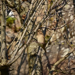 2016-12 France/Mont St Michel/DSC_0091.JPG